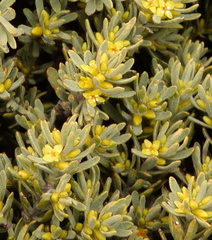 Thymelaea tinctoria