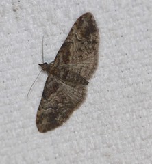 Mnesiloba eupitheciata