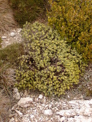 Thymelaea tinctoria
