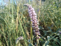 Mentha longifolia asiatica