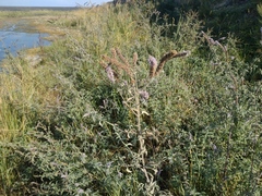 Mentha longifolia asiatica