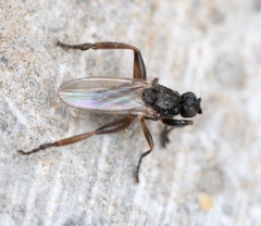 Sphaerocera curvipes