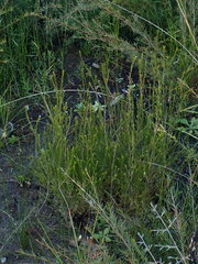 Melaleuca diosmatifolia