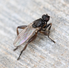 Sphaerocera curvipes