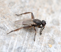 Sphaerocera curvipes