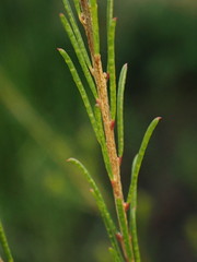 Melaleuca diosmatifolia
