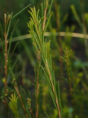 Melaleuca diosmatifolia