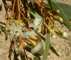 Eucalyptus calycogona