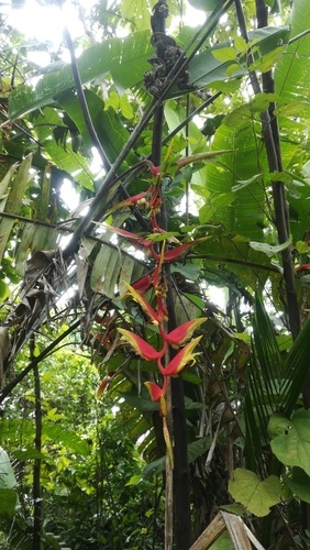 False bird of paradise (Heliconia platystachys)