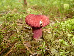 Suillus asiaticus