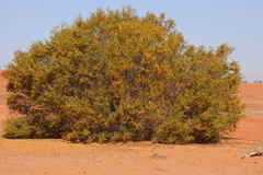Acacia ligulata