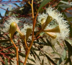 Eucalyptus calycogona