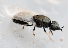 Nemotelus pantherinus