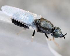 Nemotelus pantherinus