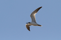 Gelochelidon nilotica