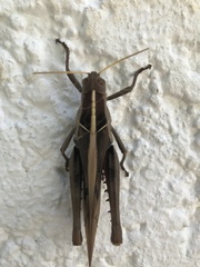 Acanthacris ruficornis