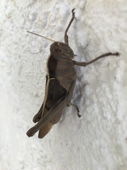 Acanthacris ruficornis