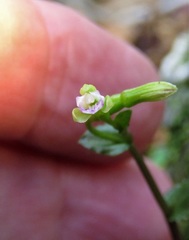 Triphora craigheadii