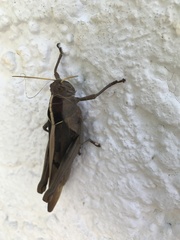 Acanthacris ruficornis