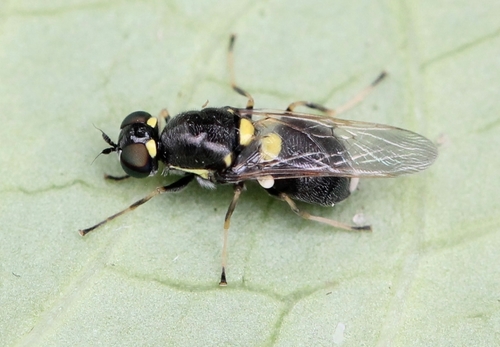 Twin-spotted Major, photo 2 of 10