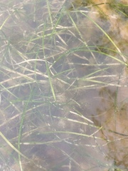 Zostera capensis