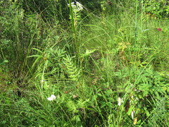 Seseli condensatum