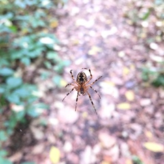 Araneus diadematus