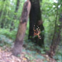Araneus diadematus