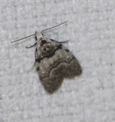 Nola pygmaeodes