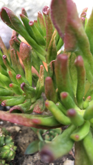 Limbarda crithmoides