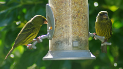 Crithagra scotops umbrosa