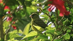 Crithagra scotops umbrosa