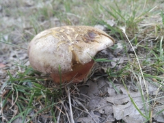 Rubroboletus rhodoxanthus