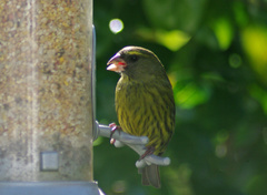 Crithagra scotops umbrosa