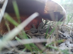 Rubroboletus rhodoxanthus