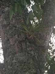 Tillandsia utriculata
