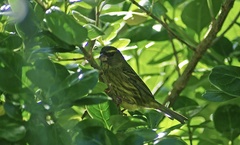 Crithagra scotops umbrosa