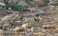 Mirafra javanica simplex