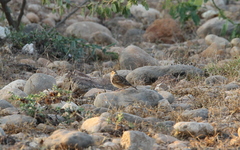 Mirafra javanica simplex