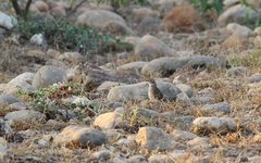 Mirafra javanica simplex