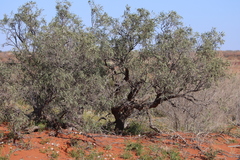 Alectryon oleifolius