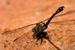 Paragomphus capricornis