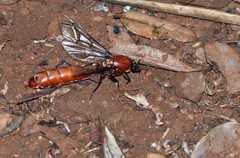 Dorylus helvolus