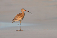 Numenius arquata
