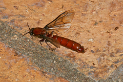 Dorylus helvolus