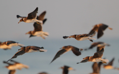 Ichthyaetus hemprichii