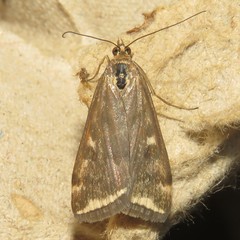 Loxostege sticticalis