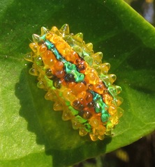 Dalceridae