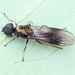 Clouded Centurion Fly - Photo (c) Marie Lou Legrand, some rights reserved (CC BY-NC), uploaded by Marie Lou Legrand