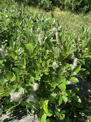 Salix breviserrata